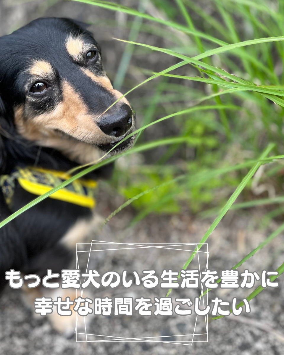草むらでこちらを見つめるミニチュアダックスフンド